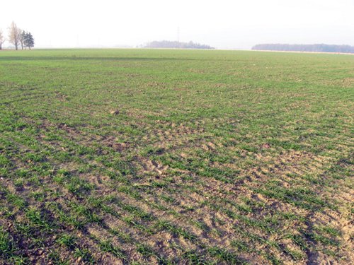 Property photo 17 - 60 Acres Offered in 2 Tracts
